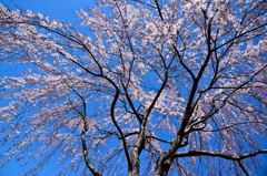 ２０１５醍醐の桜（３）