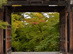 額縁・もみじ