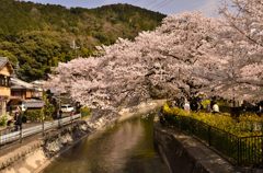 疎水の桜並木