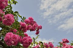 バラと空