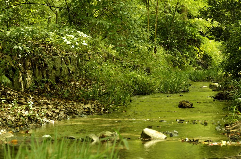 瀬見の小川・緑の水面