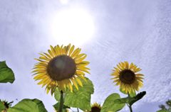 夏の終わり＃１