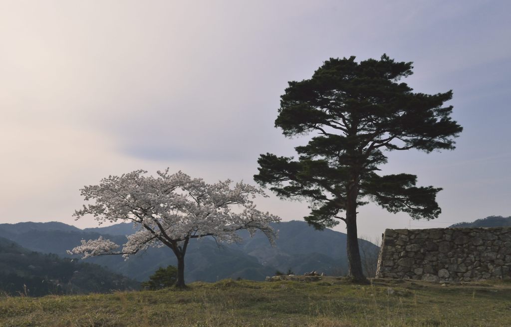 竹田城・北千畳・桜と松