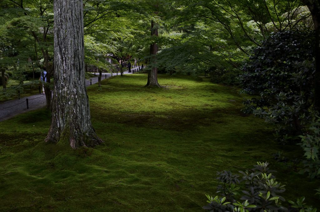 苔＃２（三千院）