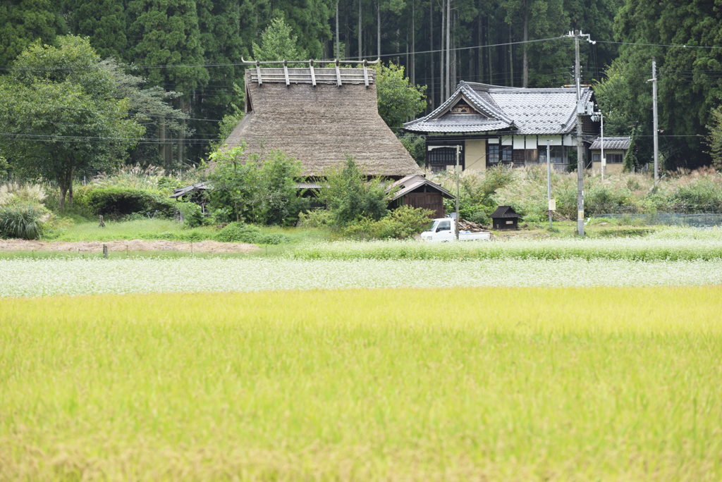 秋ですね・・・