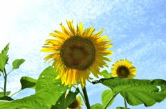 夏の終わり＃２