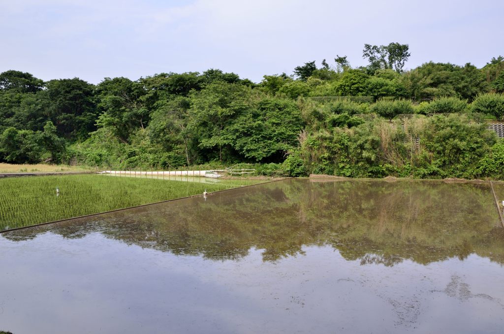 田圃の水面に映える緑＃3