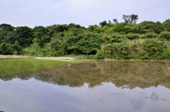 田圃の水面に映える緑＃3