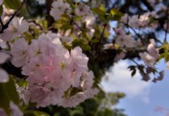 房になった桜