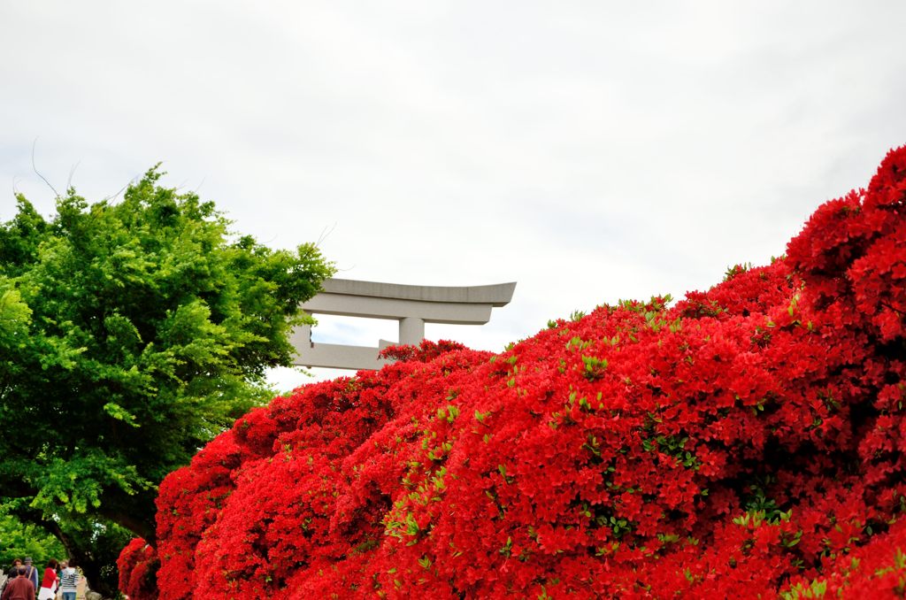 ツツジの向こうに鳥居（長岡天満宮）