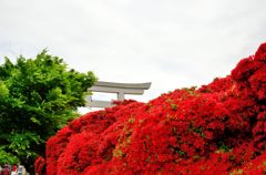 ツツジの向こうに鳥居(長岡天満宮)
