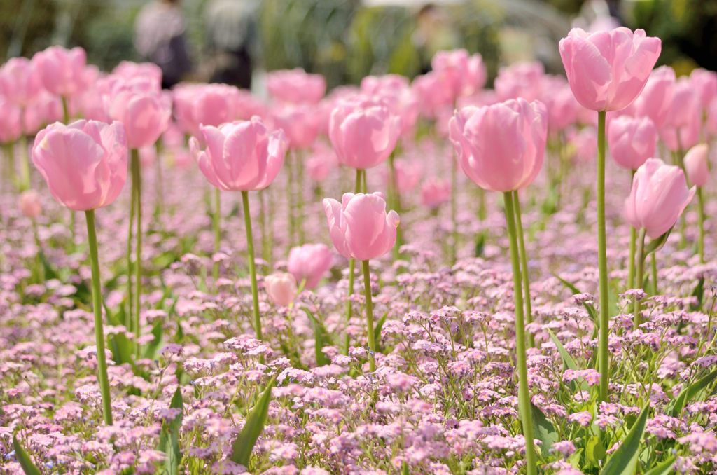 このピンクはきれい！