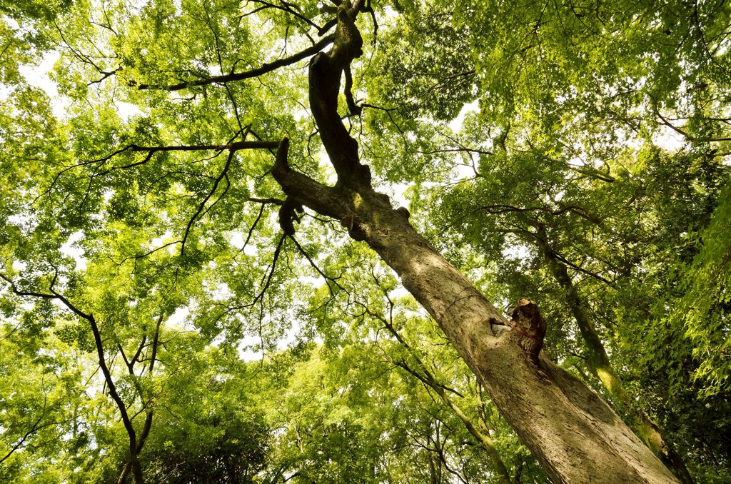 ご神木・天まで・・・