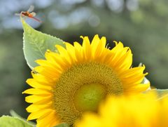 夏が過ぎ、秋がそこまで・・・