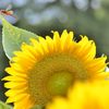 夏が過ぎ、秋がそこまで・・・
