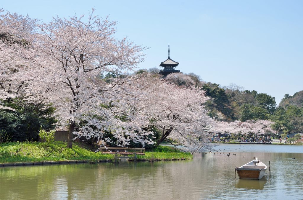 桜と池と五重塔