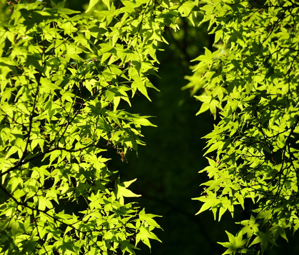 青もみじ＃3（宝厳院）