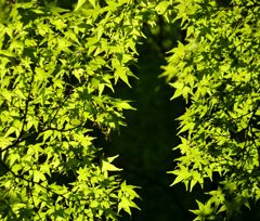 青もみじ#3(宝厳院)