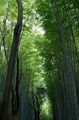 竹林＃１