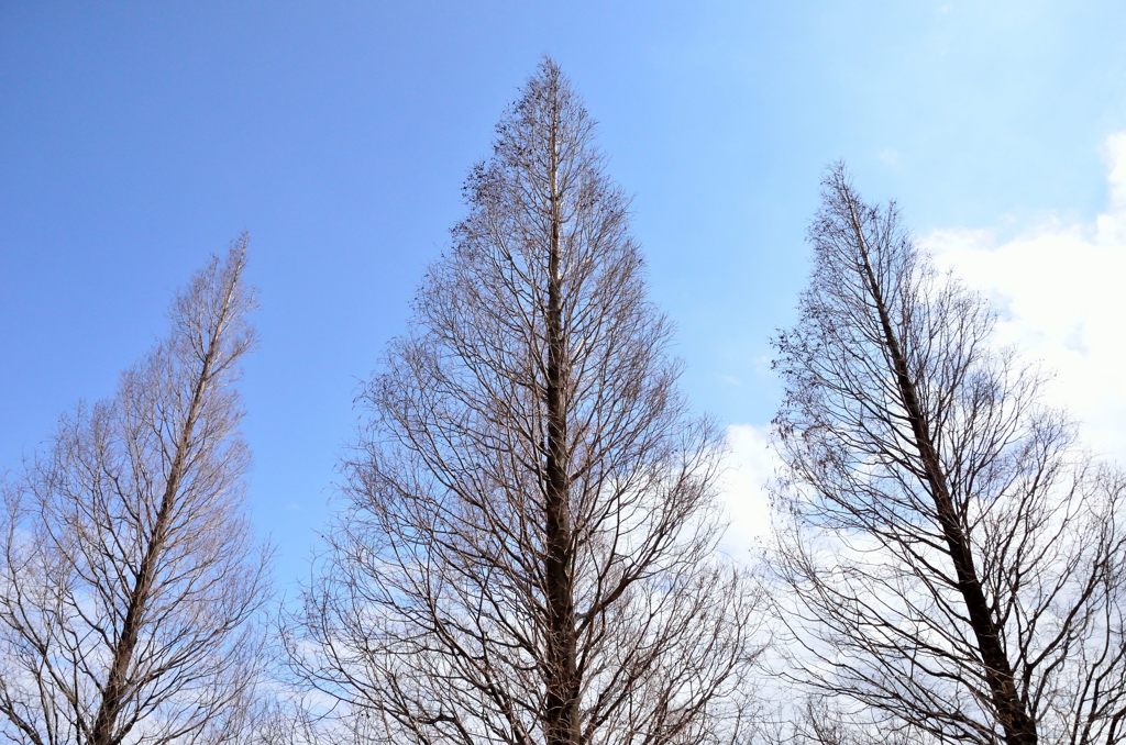 外交官の家の庭