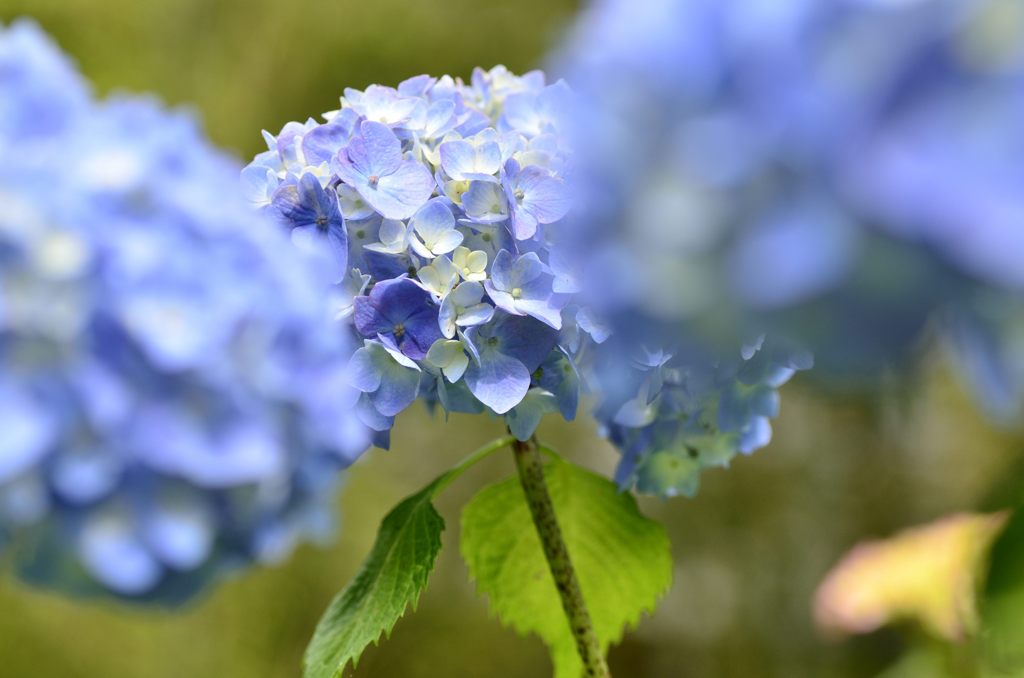 ヤマアジサイ＃5（長谷寺）