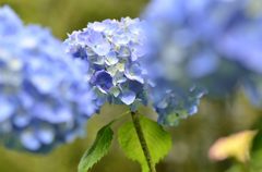 ヤマアジサイ＃5（長谷寺）