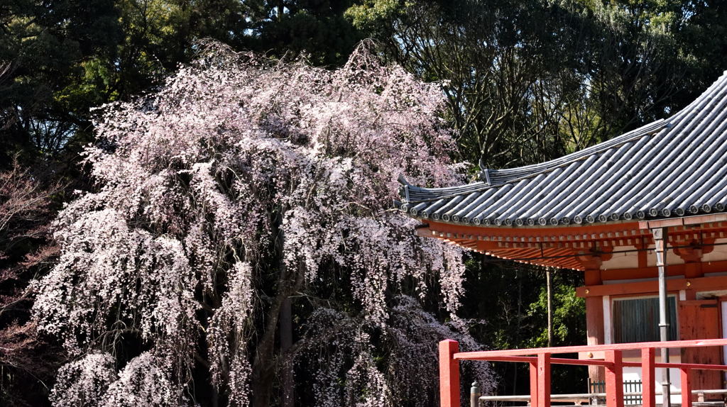 ２０１５醍醐の桜（８）