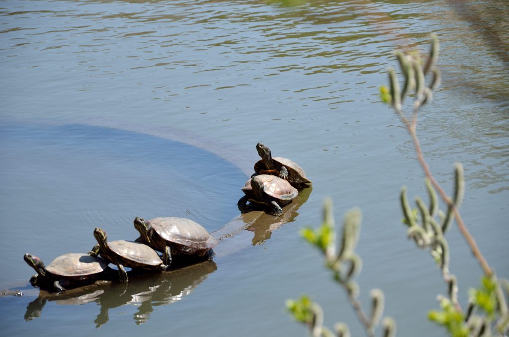 甲羅干し（気持ちいい）