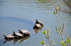甲羅干し（気持ちいい）