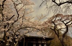 醍醐の花見＃３