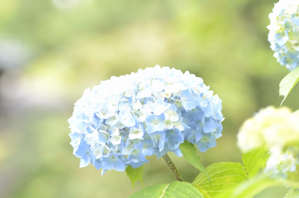 ヤマアジサイ#7（長谷寺）