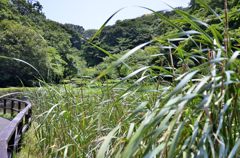 久良岐公園＃１