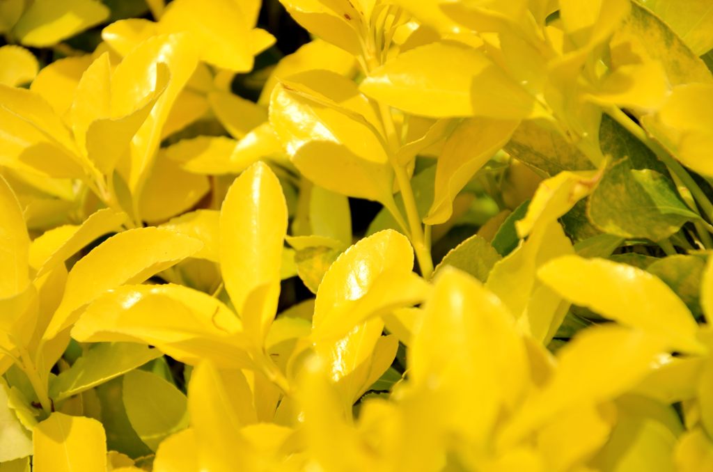 おうごんまさき