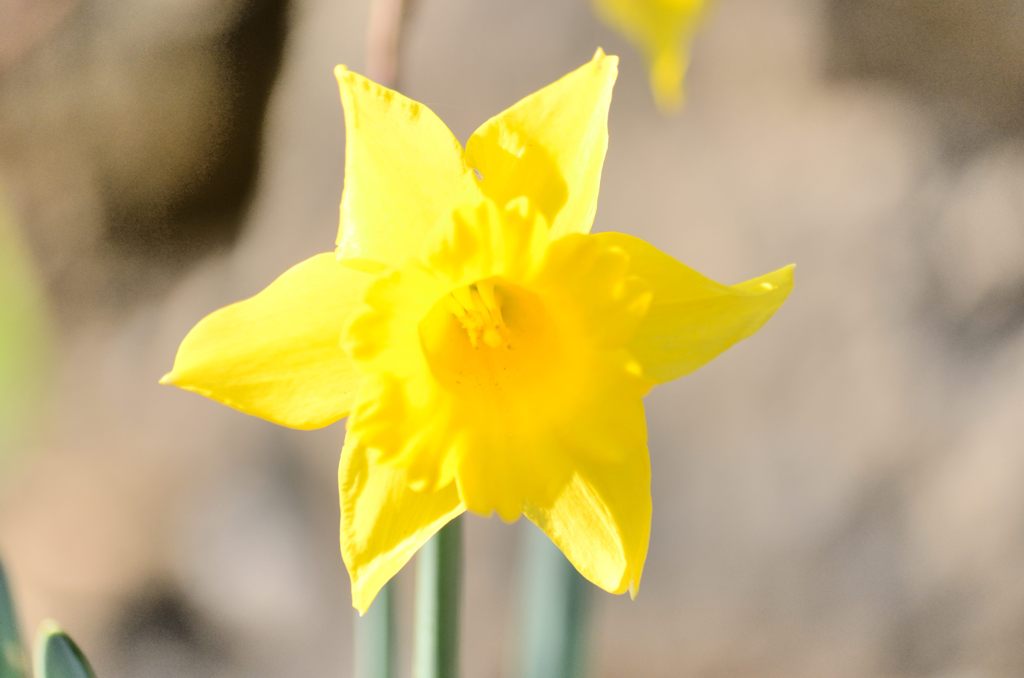 黄色のハイキー（浄妙寺））