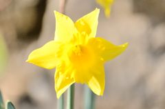 黄色のハイキー（浄妙寺））