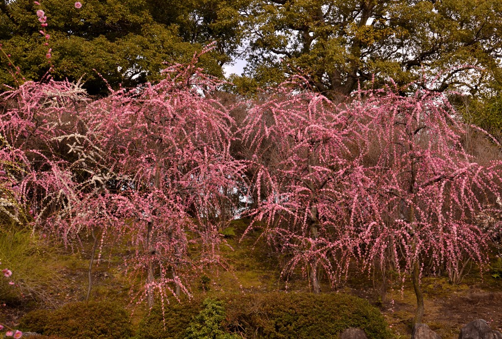 城南宮・枝垂れ梅・満開