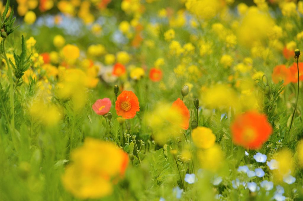 ふんわり感なポピー