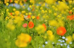 ふんわり感なポピー