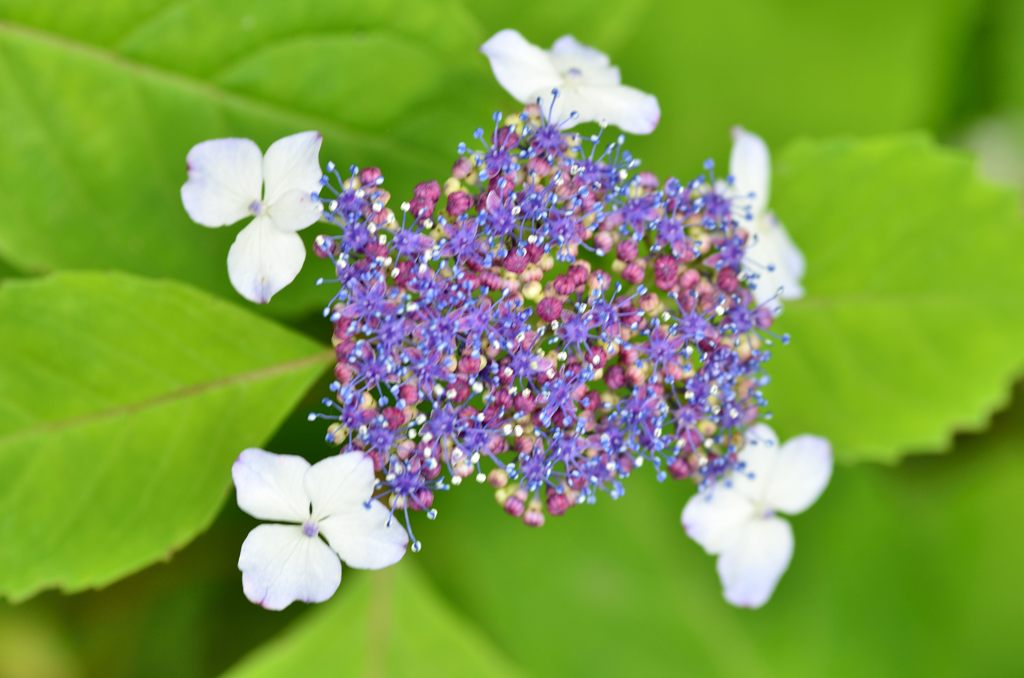 ヤマアジサイ＃3（光則寺）