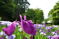 花菖蒲＃4（明月院）