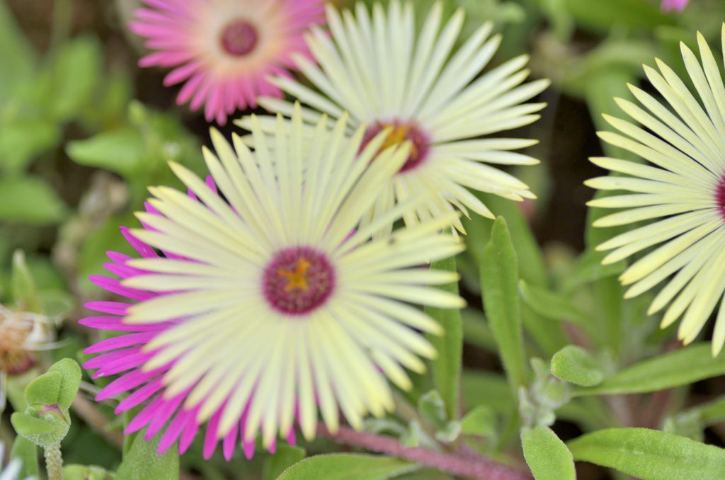 リビングストーンデージ