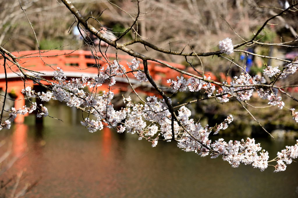 ２０１５醍醐の桜（１０）