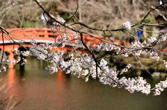 ２０１５醍醐の桜（１０）