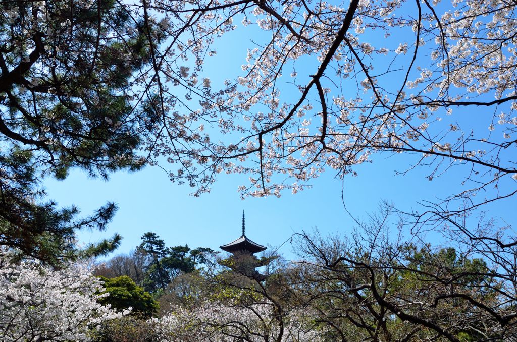 桜の間からの五重塔