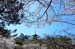 桜の間からの五重塔