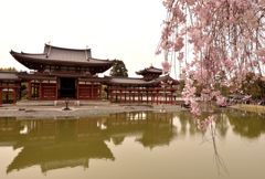 平等院・枝垂れ桜