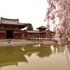 平等院・枝垂れ桜