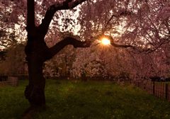 今日も終わり・・・桜