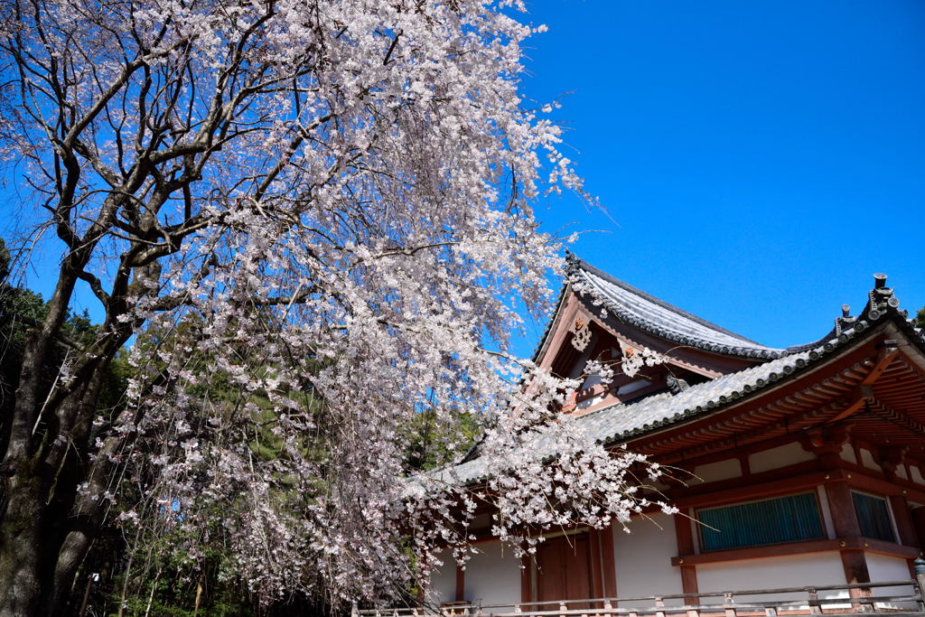 ２０１５醍醐の桜（７）