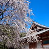 ２０１５醍醐の桜（７）